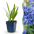 Afrikaanse lelie africanus, plant in pot