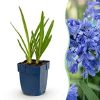Afrikaanse lelie africanus, plant in pot