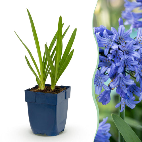 Afrikaanse lelie africanus, plant in pot