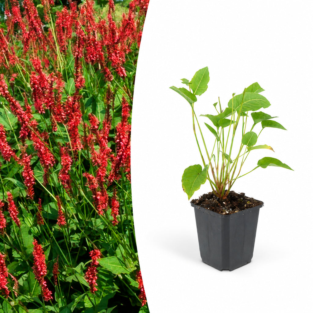 Persicaria amplexicaulis, plant in pot
