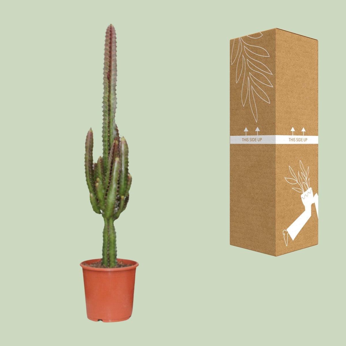 Euphorbia Trigona Rubra, kenmerkend blad