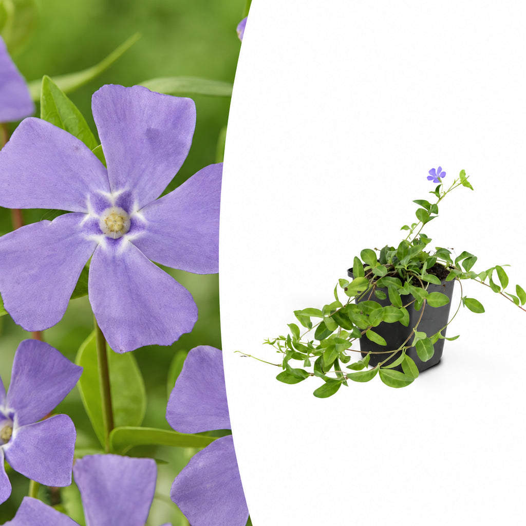 Vinca minor, plant in pot