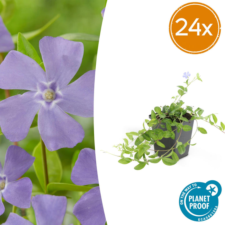 Vinca minor