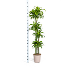 Dracaena Deremensis Dorado, groeiwijze van de plant