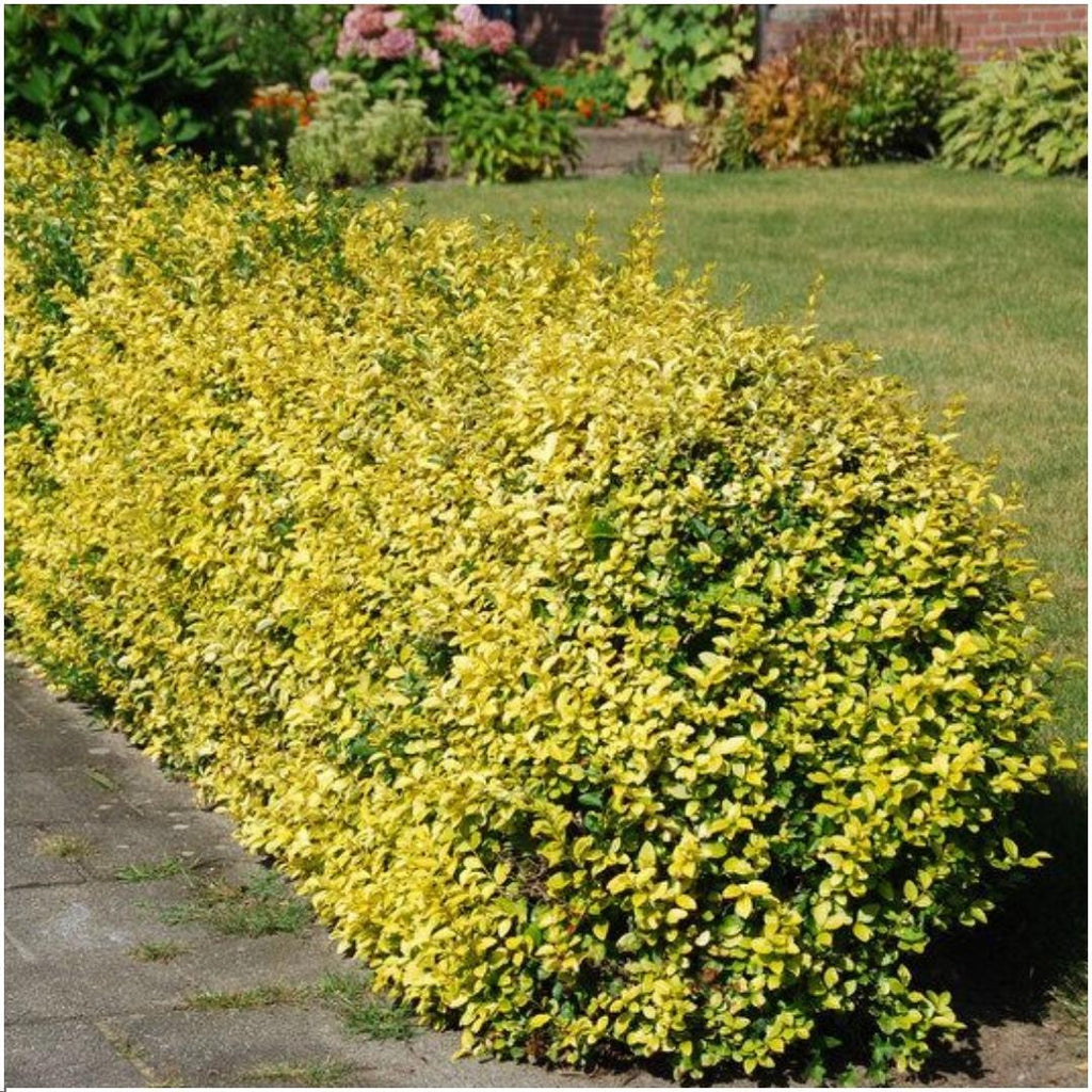 Productafbeelding van Pureplant