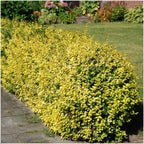 Productafbeelding van Pureplant