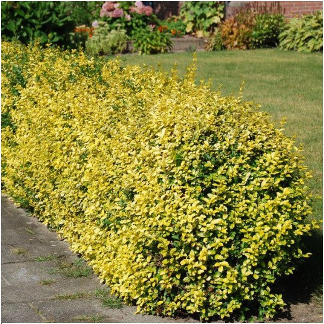 Productafbeelding van Pureplant