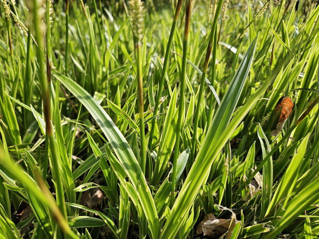 Carex morrowii 'Aureovariegata', gezonde plant
