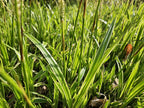 Carex morrowii 'Aureovariegata', gezonde plant