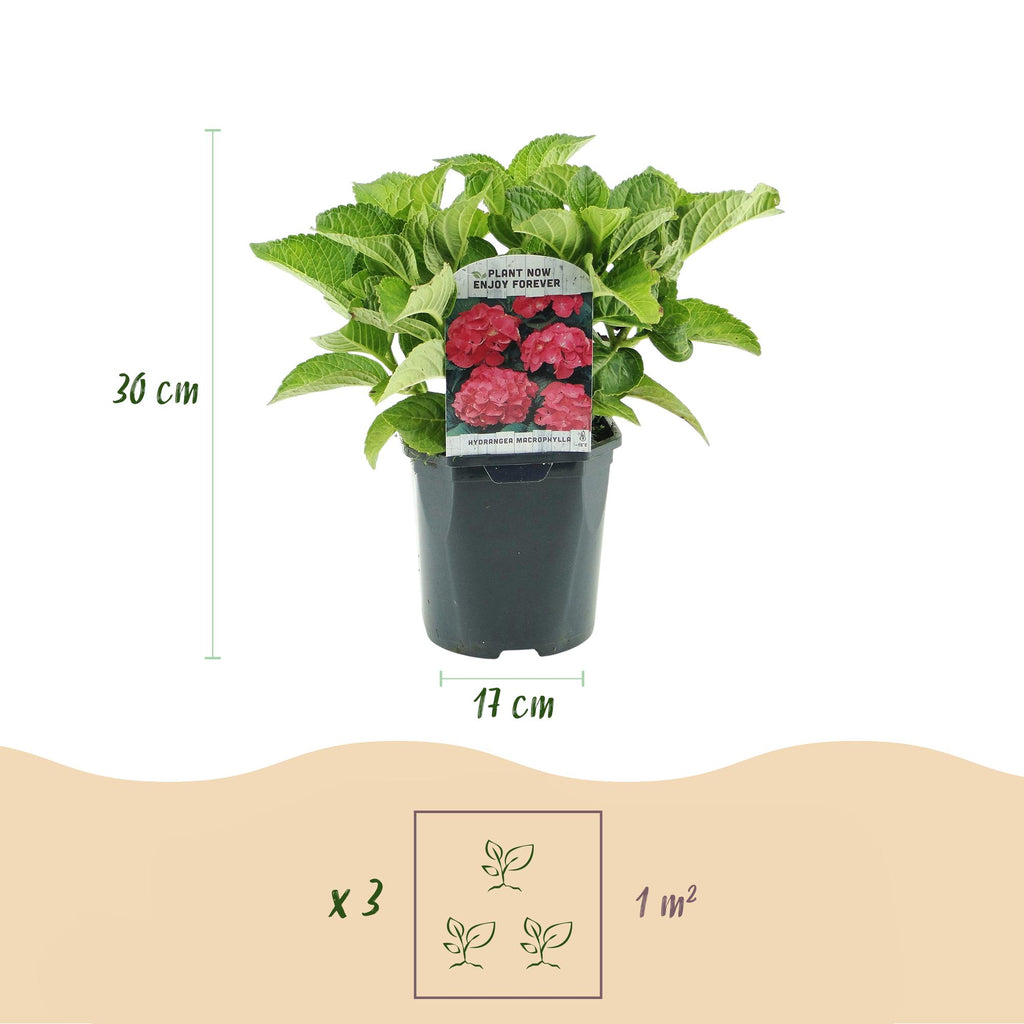 Hydrangea macrophylla Red, 30 cm hoog, groeiwijze van de plant