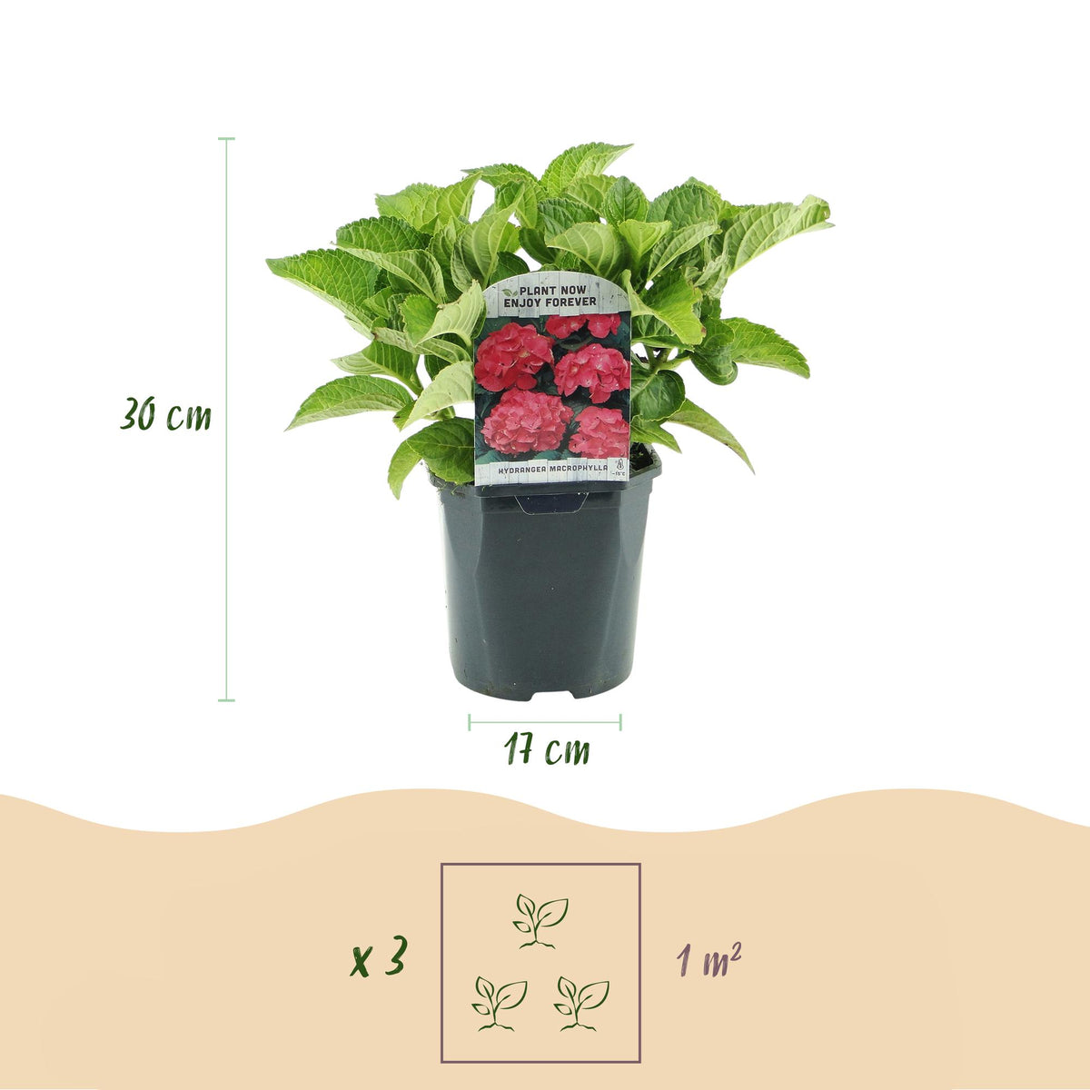 Hydrangea macrophylla Red, 30 cm hoog, groeiwijze van de plant