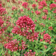 Centranthus ruber &