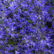 Campanula poscharskyana &