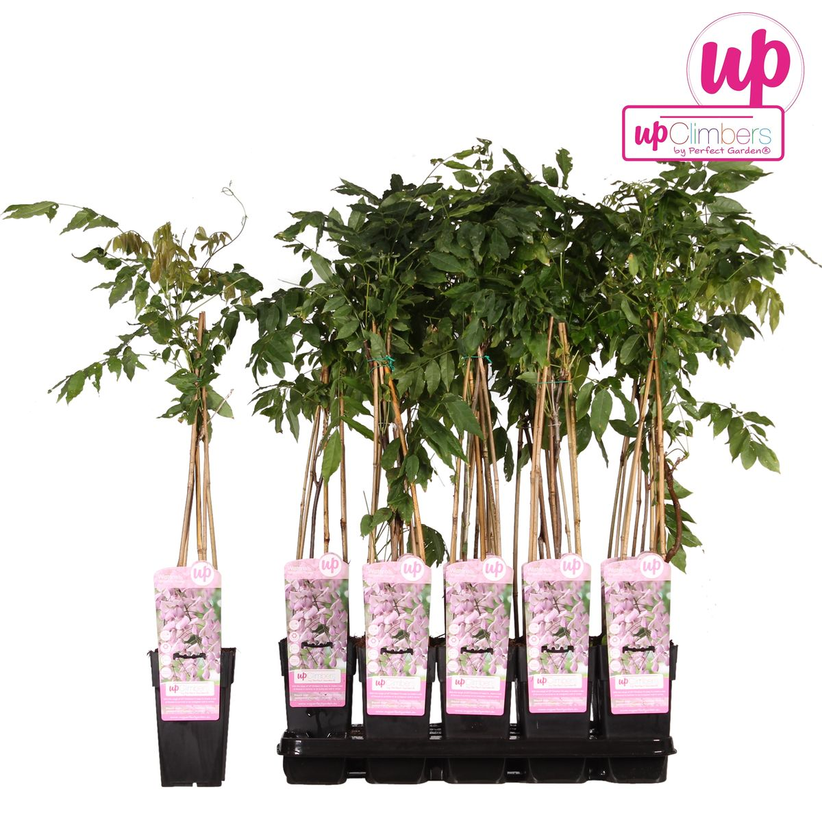 Productafbeelding van Pureplant