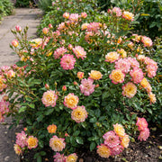 Bodembedekkende roos Tricolor Fairy, geel-roze bloemen