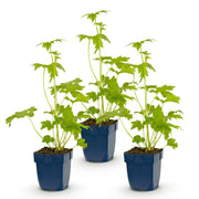 Ridderspoor (P) Blue Bird, met blauwe bloemen (3x)