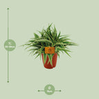 Detailfoto van Chlorophytum Ocean
