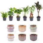 Mini kamerplanten, set van 6 in keramische potjes Barcelona, plant in pot