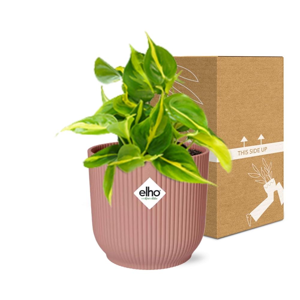 Detailfoto van Philodendron Scandens ‘Brasil’ in ELHO Vibes Fold 14cm roze
