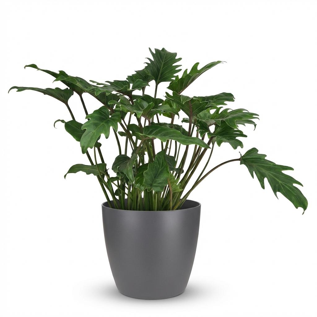 Philodendron Xanadu met grijze pot, plant in pot
