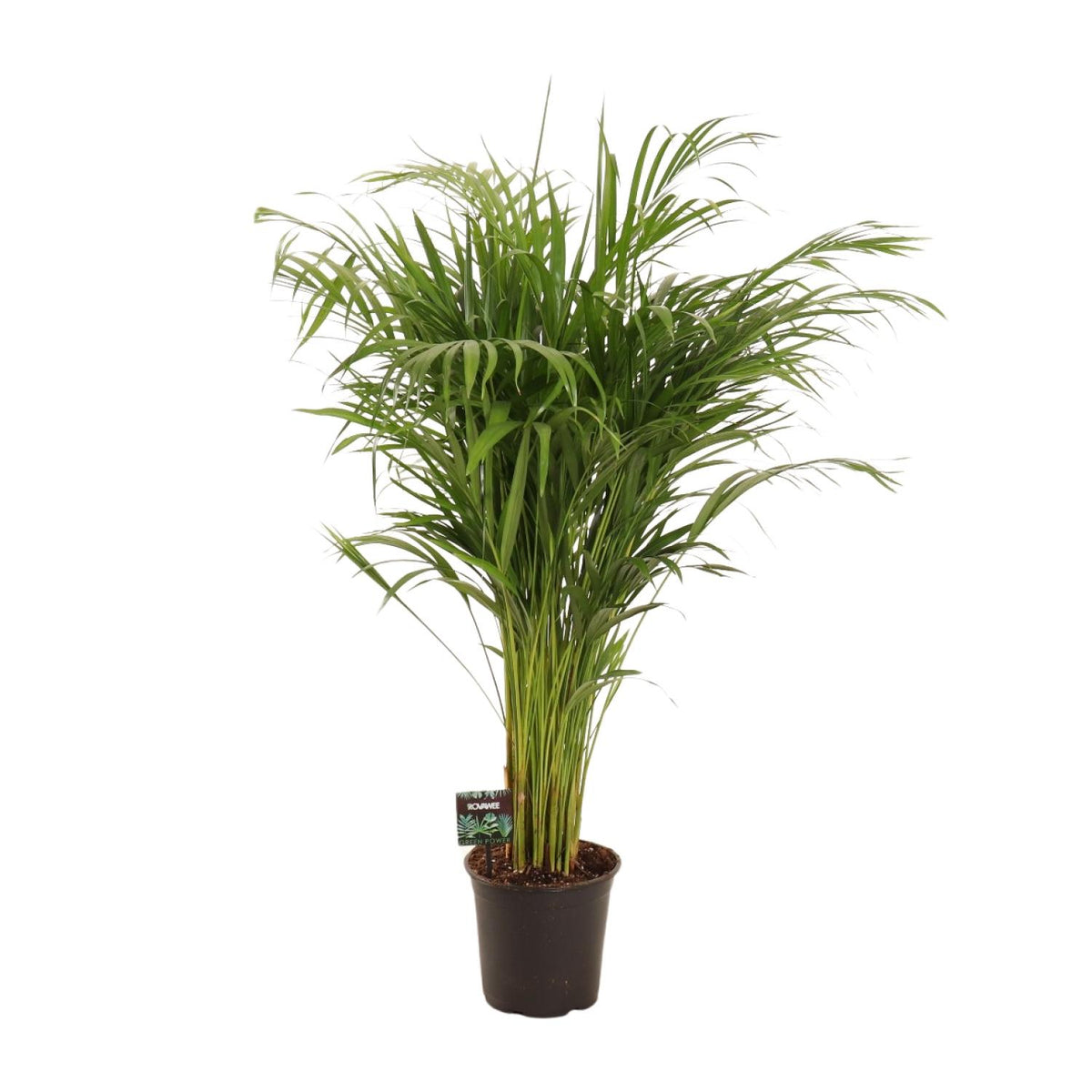 Productfoto van Dypsis Lutescens
