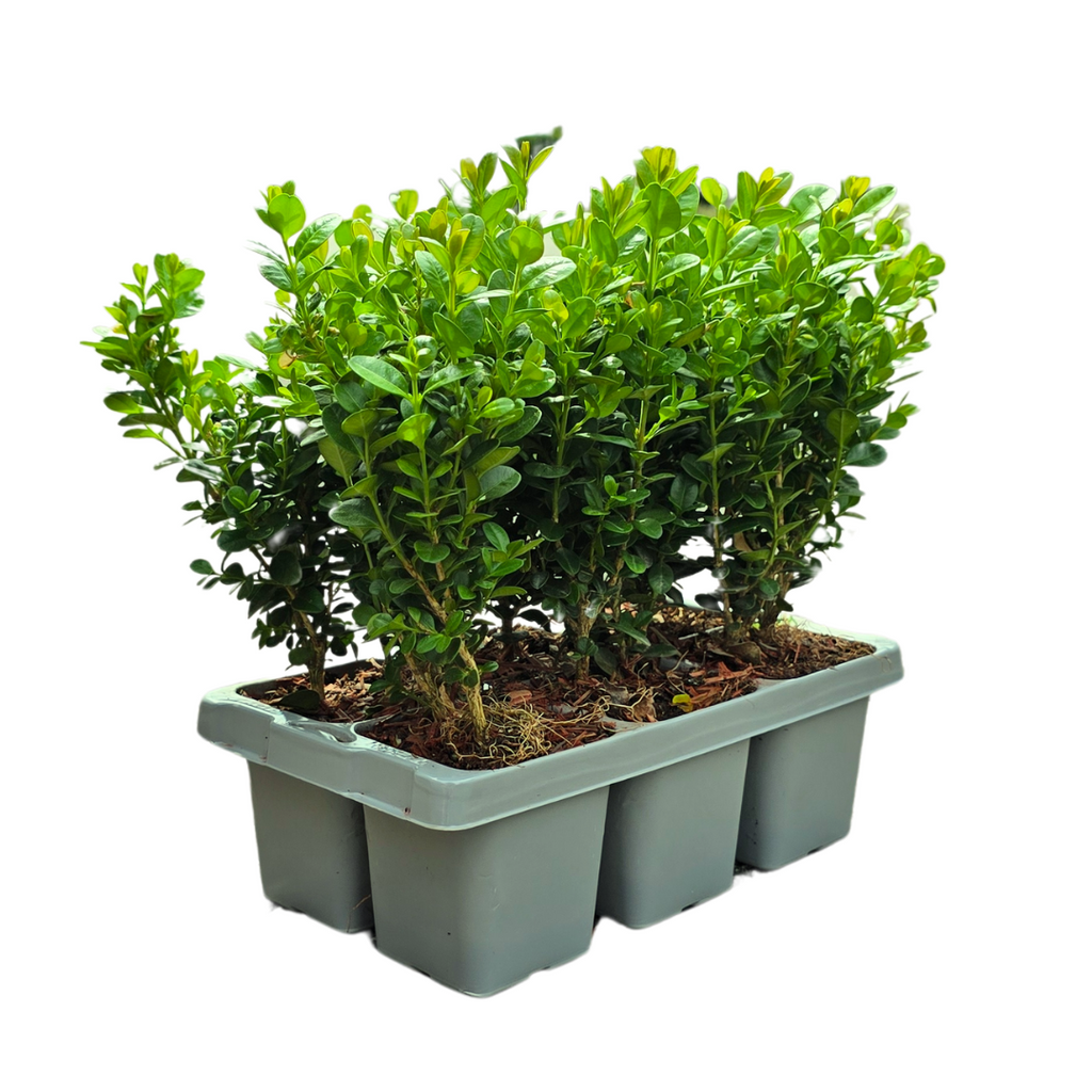 Buxus NewGen Freedom, groenblijvend, 2 sets van 6, 12 stuks, decoratieve plant