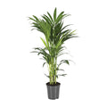 Productfoto van Howea Forsteriana