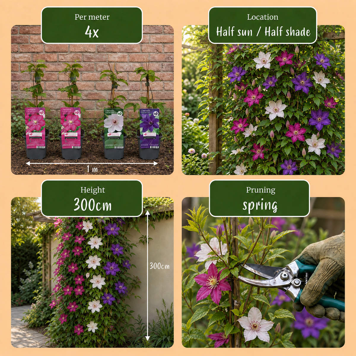 Clematis tricolour mix, driekleurige bosrank, groeiwijze van de plant