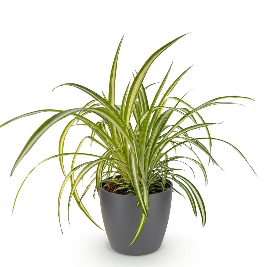 Chlorophytum comosum Variegatum met grijze pot, kenmerkend blad