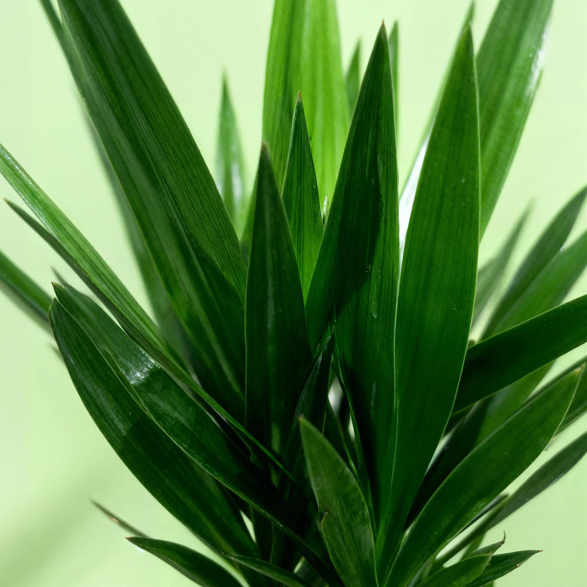 Yucca elephantipes, groeiwijze van de plant