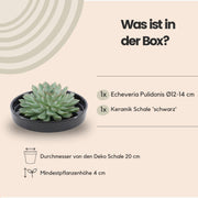 ROOTLESS Succulent Echeveria Pulidonis in schaal &