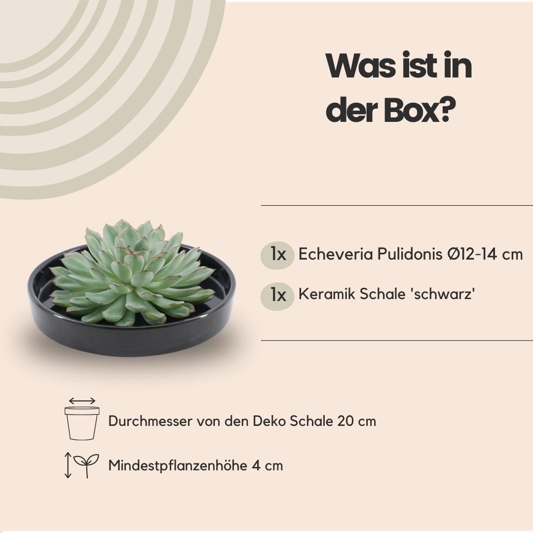 ROOTLESS Succulent Echeveria Pulidonis in schaal 'zwart', detail van het blad