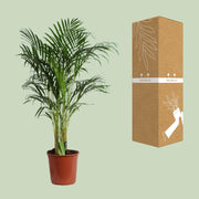 Dypsis Lutescens (Areca) A2