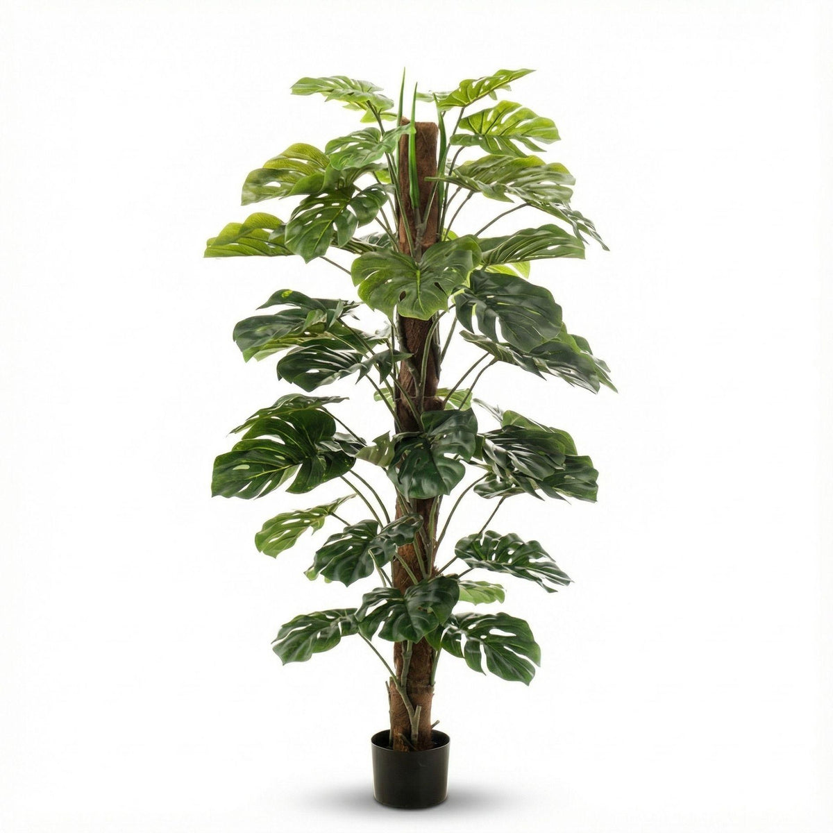 Monstera on pole, gezonde plant