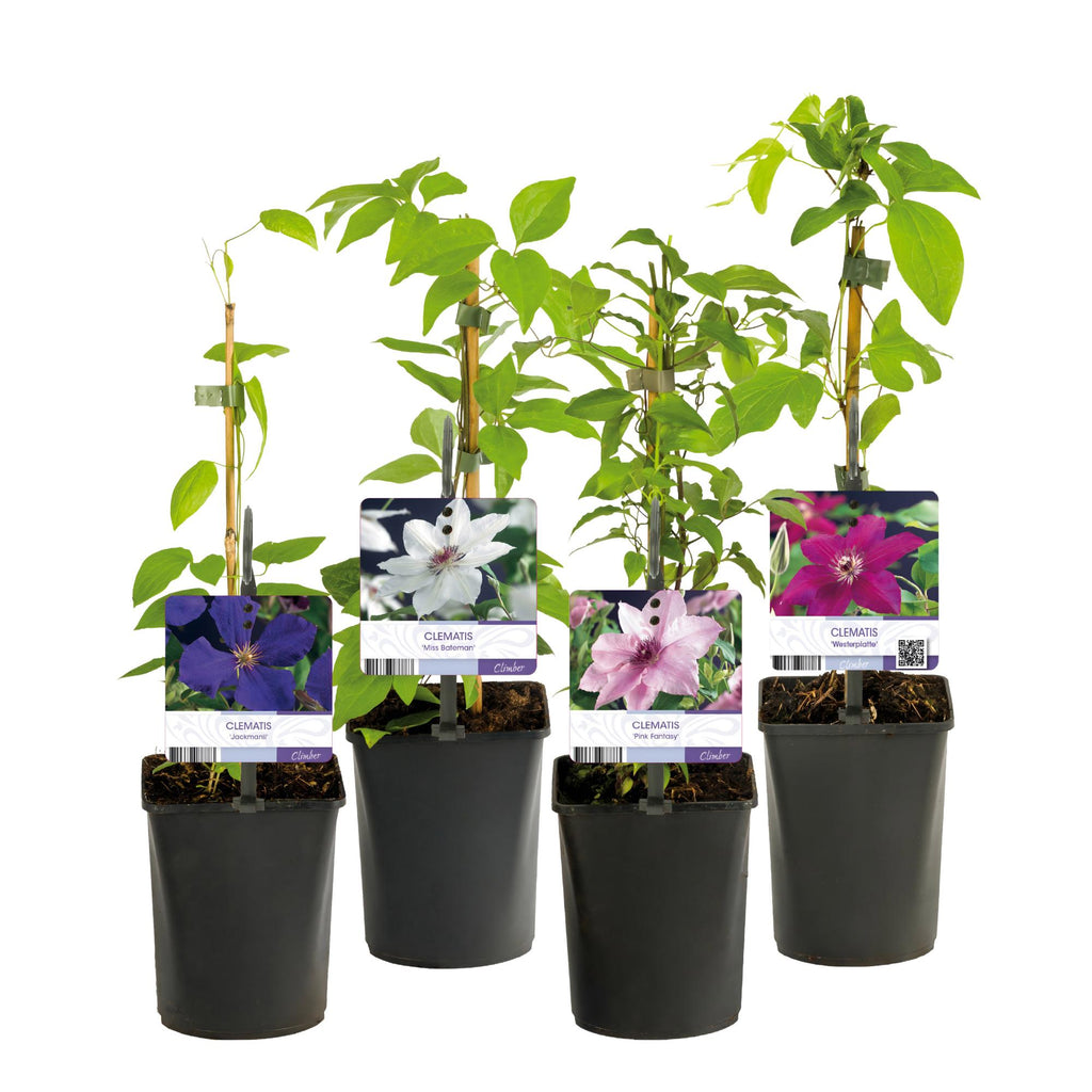Clematis Rainbow, detail van het blad