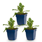 Duifkruid col. Butterfly Blue, met paarse bloemen