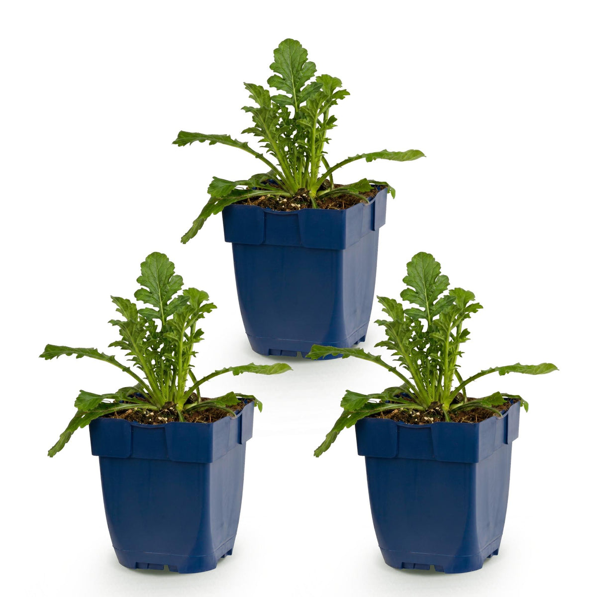 Duifkruid col. Butterfly Blue, met paarse bloemen, plant in pot