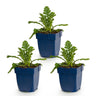 Duifkruid col. Butterfly Blue, met paarse bloemen