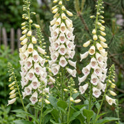 Digitalis purp. Dalmatian White - Vingerhoedskruid - Schaduw - Wit - 6 Planten