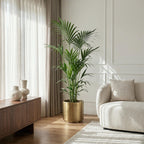 Howea Forsteriana, plant in pot