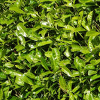 Laurierkers 'Rotundifolia', 15L, 20 stuks voor 10 m haag, kenmerkend blad