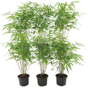 Fargesia rufa, bladhoudende bamboe voor de tuin (6x)