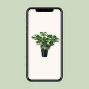 Monstera deliciosa, gatenplant met glanzend blad, 65 cm hoog