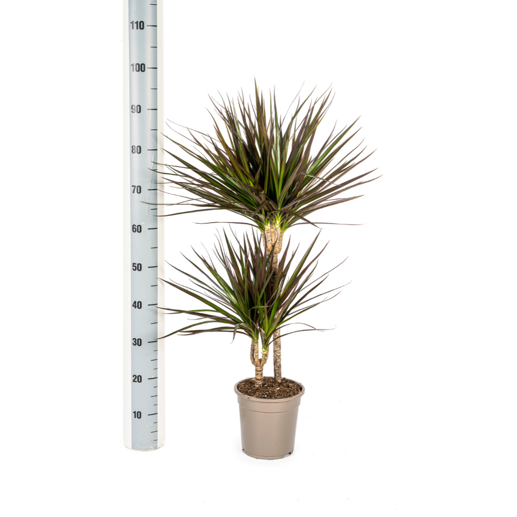 Dracaena Marginata Magenta, kenmerkend blad