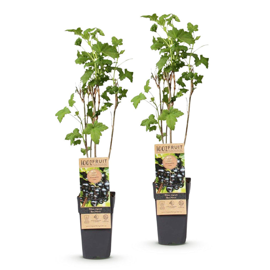 2x Bessenplant Ben Nevis, detail van het blad
