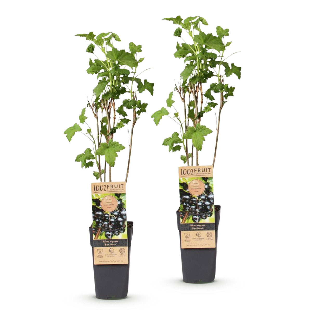 2x Bessenplant Ben Nevis, detail van het blad