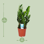 Zamioculcas Zamiifolia, detail van het blad