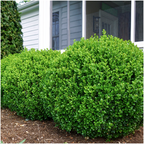 Buxus NewGen Freedom, groenblijvend, 2 sets van 6, 12 stuks, plant in pot