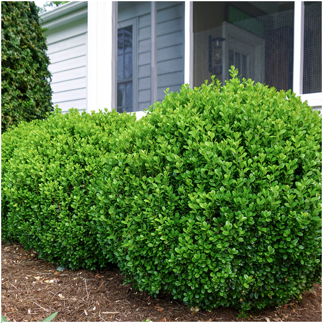 Buxus NewGen Freedom, groenblijvend, 2 sets van 6, 12 stuks, plant in pot