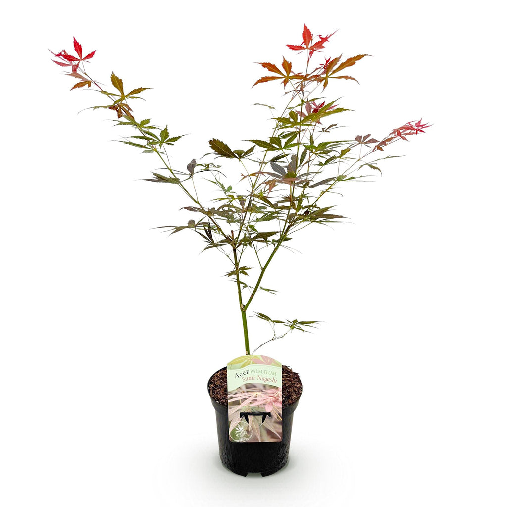 Japanse esdoorn Acer palmatum Sumi-nagashi, groene bladeren
